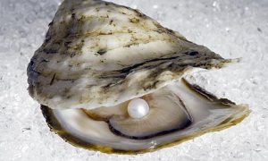 Rare-Pearl-oyster